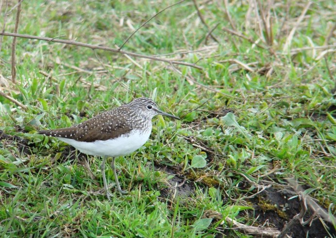 Лесные птицы Северной Осетии