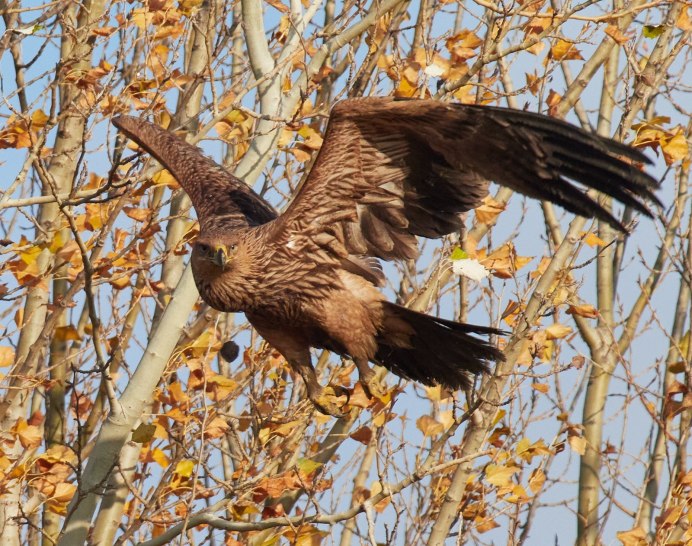 Tetraogallus altaicus