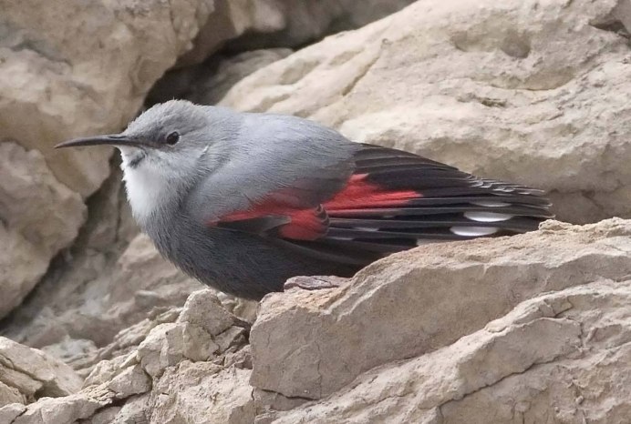 Хищные птицы Северной Осетии