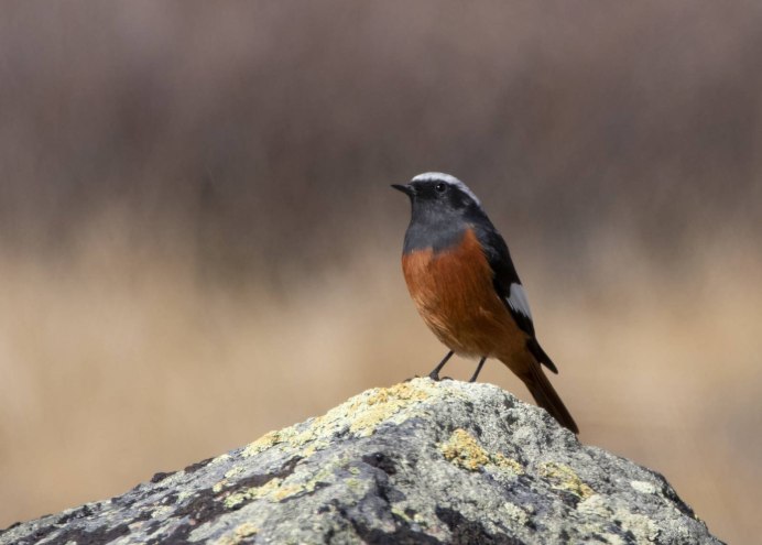 Тетерев-Косач (Lyrurus Tetrix)