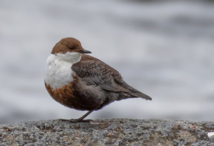 Орнитофауна высокогорного Дагестана
