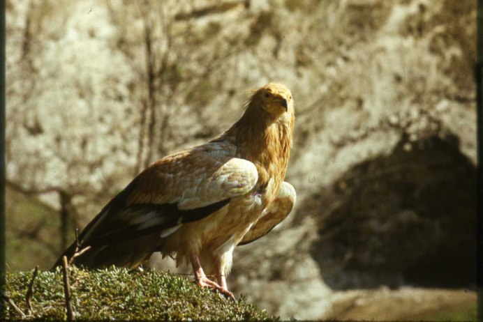 Стервятник в Северной Осетии