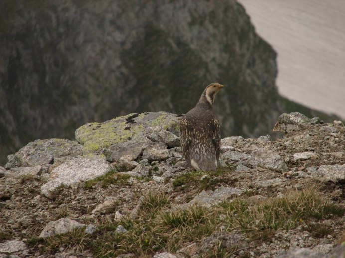 Птицы обитающие в Казахстане