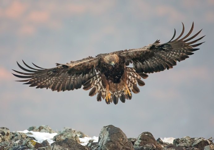 Крымская Зарянка