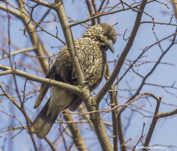 Стенолаз птица красная книга Краснодарский край
