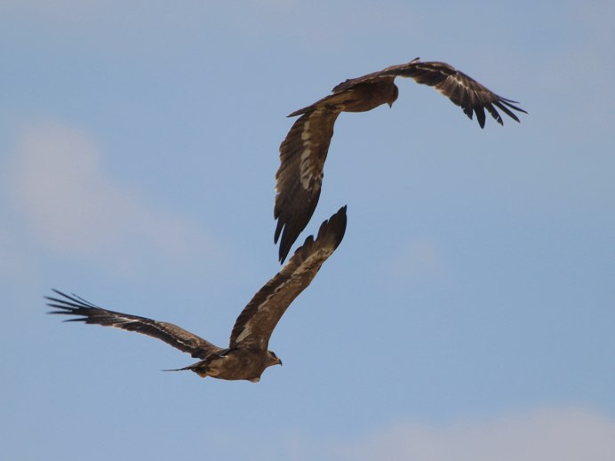 Белоголовый Беркут Дагестан