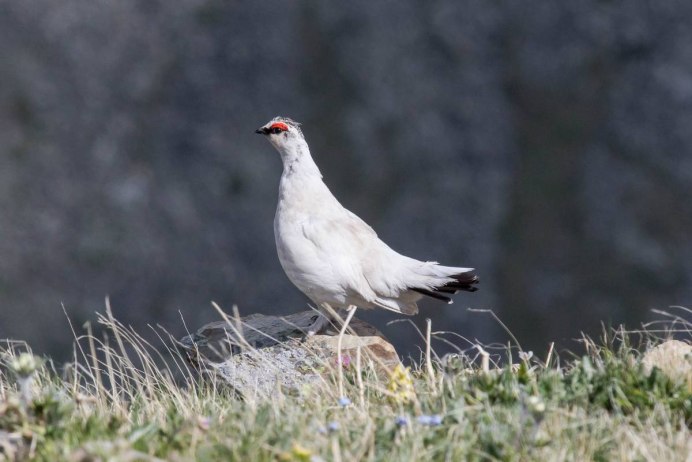 Тундровая куропатка