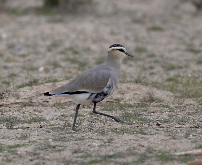 Улар Горная куропатка