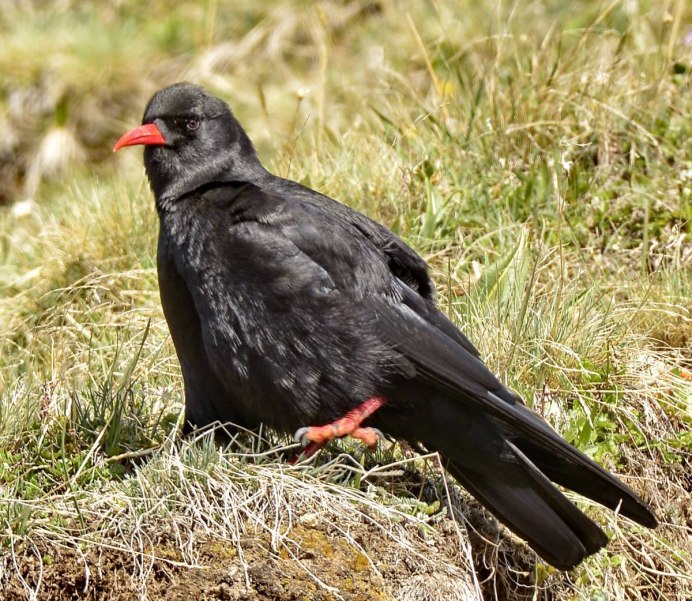 Кавказский улар (Горная индейка),