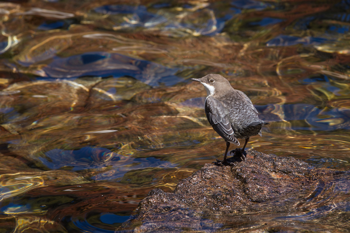 Дагестанский Орлан
