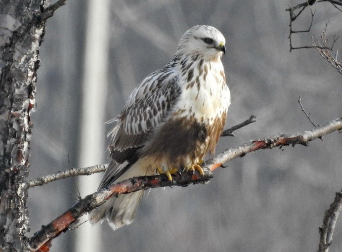 Кавказский Кавказ белоголовый СИП