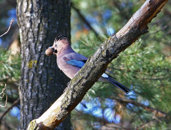 Черногрудый канюк