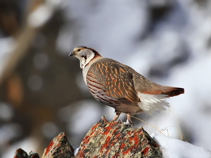 Кавказский биосферный заповедник улар