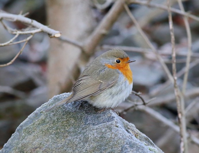 Сойки птицы в Кисловодске