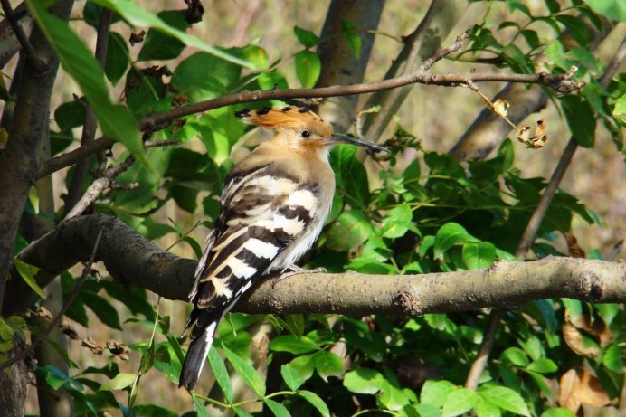Кавказский биосферный заповедник улар
