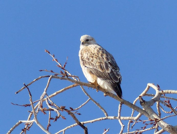 Neophron percnopterus птица