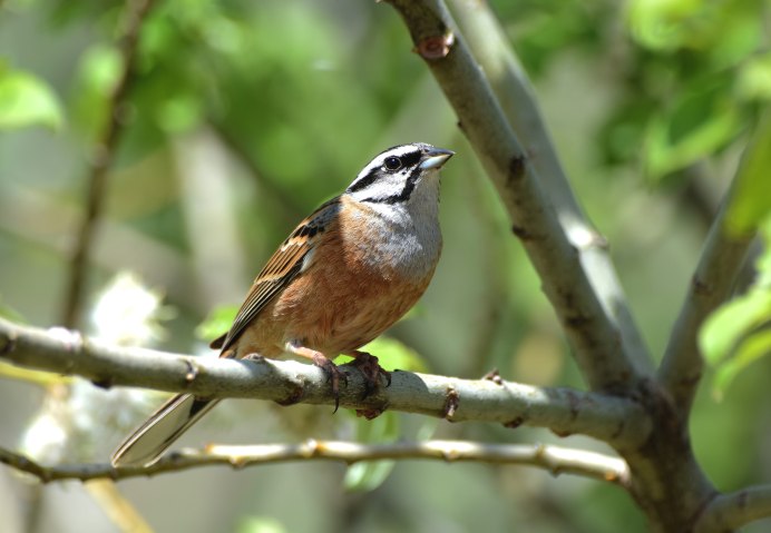 Птицы Европы