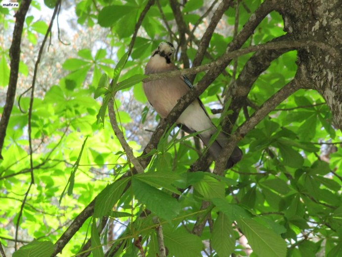 Орел Беркут