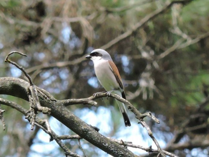 Орел Беркут Дагестана в хребтах Кавказа