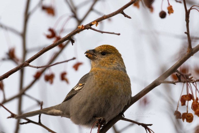 Птицы обитающие в Северной Осетии