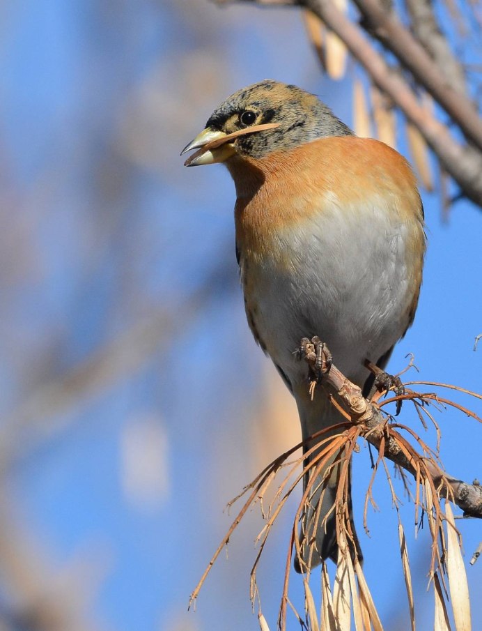 Птички Северного Кавказа