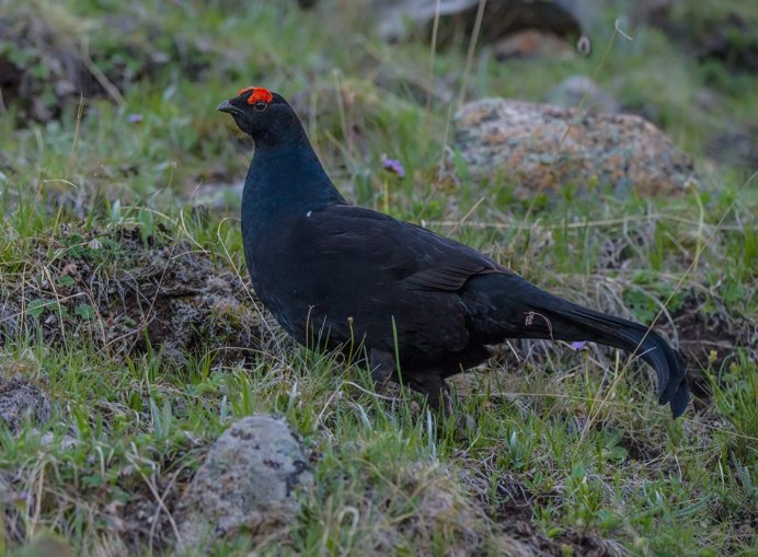 Птицы Кавказского заповедника