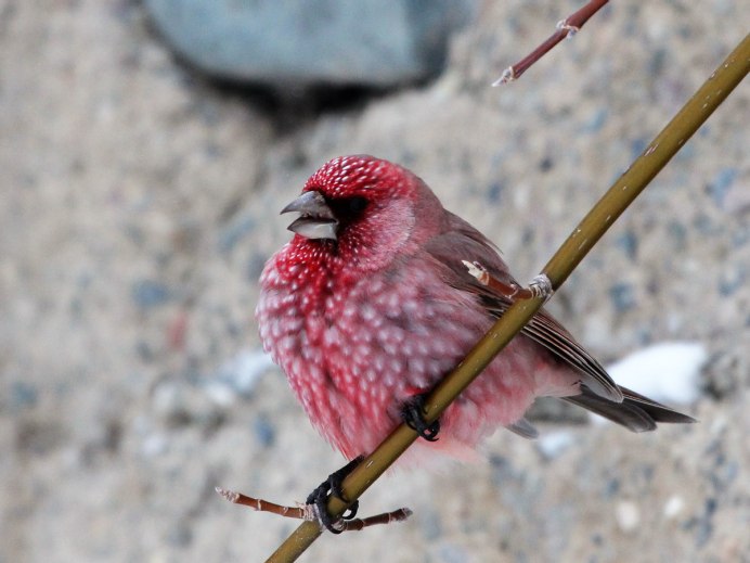 Орел Беркут Дагестана в хребтах Кавказа
