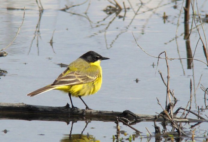 Российский дрон Ласточка