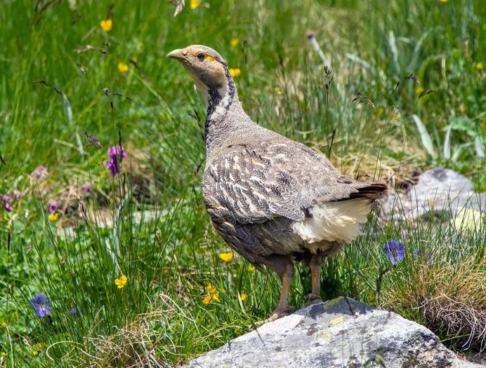 Дикие птицы Северной Осетии