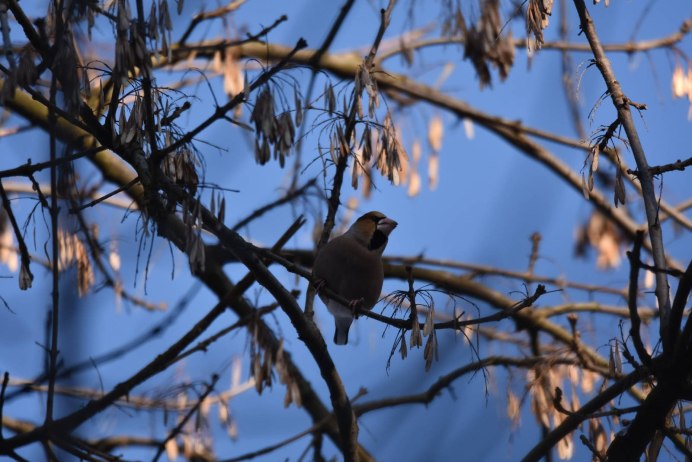 Сойка Армения