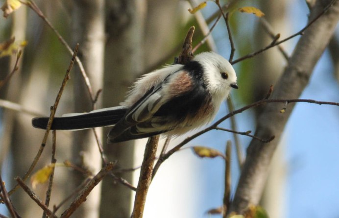 Длиннохвостая синица ареал