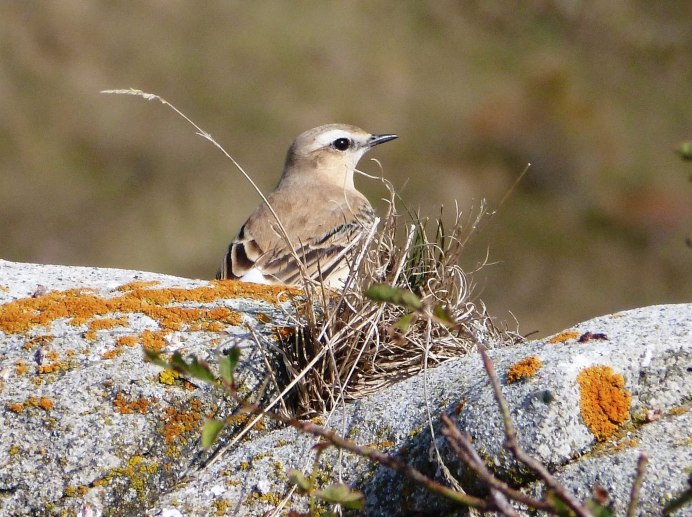 Птицы Северной Осетии