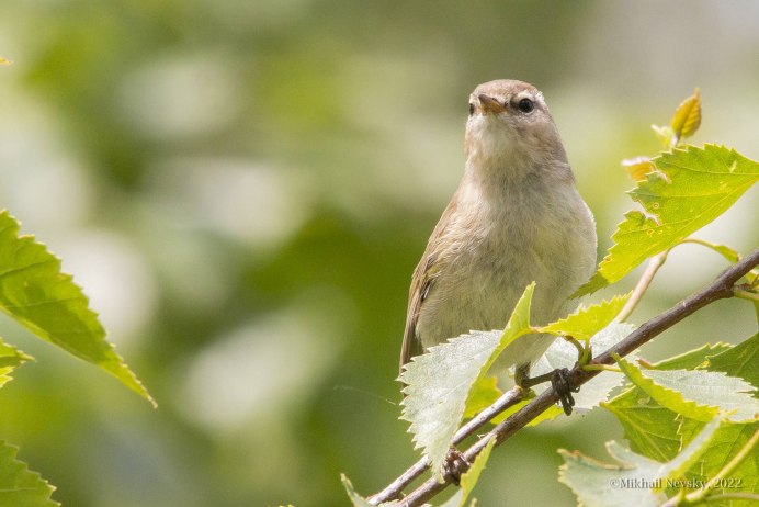 Eudromias morinellus