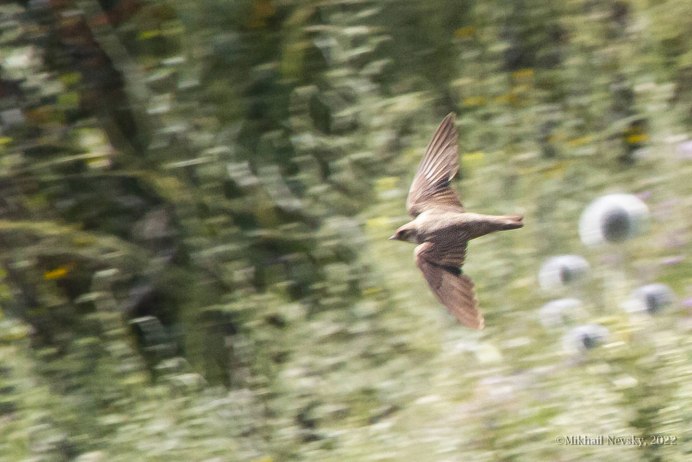 Краснобрюхая горихвостка