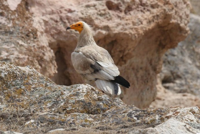 Орлы в Северной Осетии