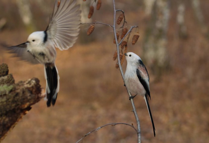 Орнитофауна Кыргызстане