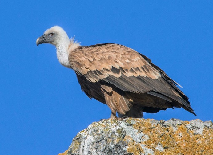 Птицы горной местности