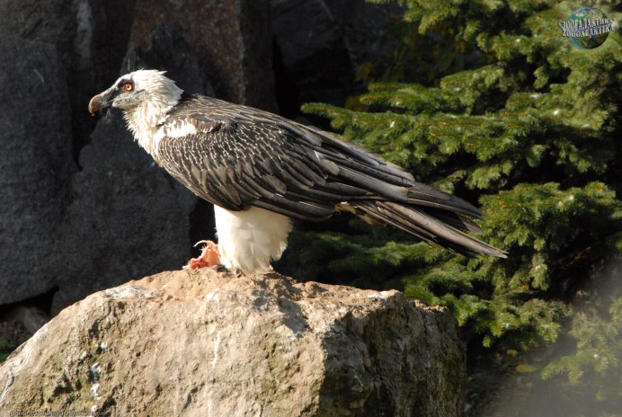 Галка птица Кавказ