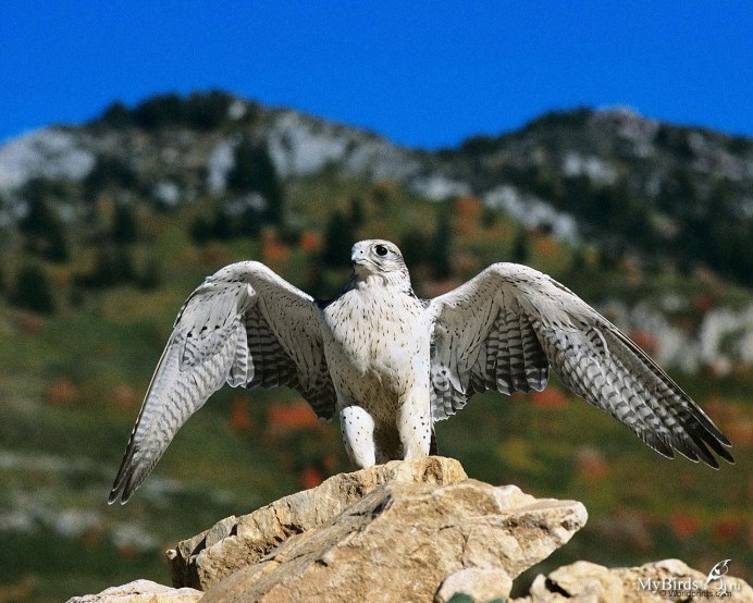 Ягнятник Бородач птица красная