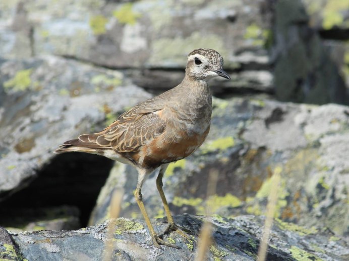 Белоголовый СИП Дагестан