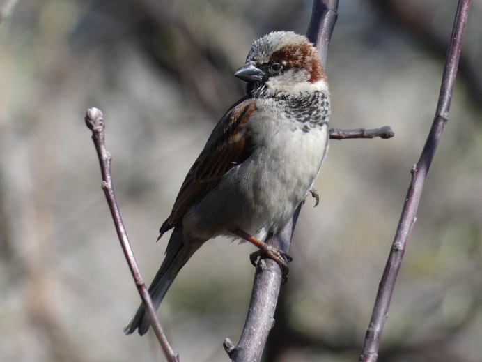 Кавказская чечевица