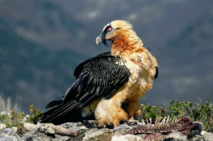Птицы Дагестана Орел Беркут
