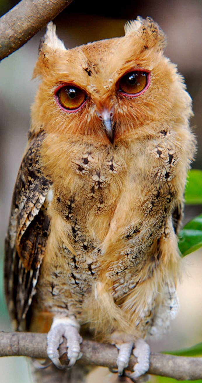 Otus madagascariensis