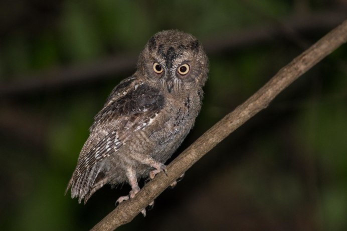 Otus mayottensis