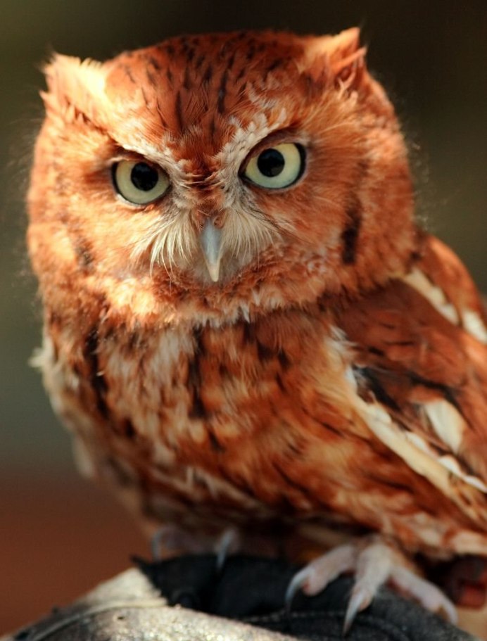 Bubo sumatranus