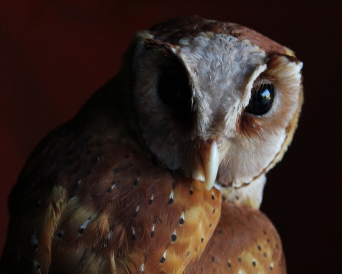 SCOPS Owl Camouflage