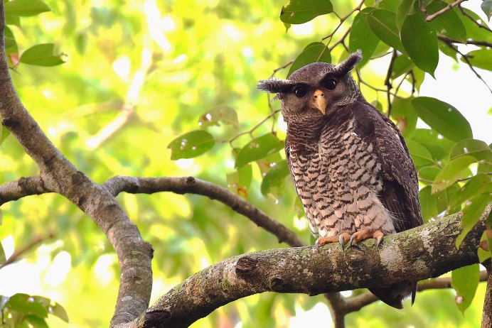 ASIO madagascariensis