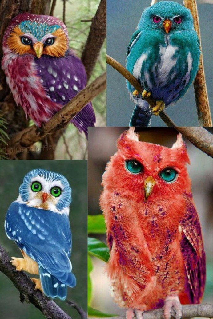 Ушастая Сова ASIO Otus