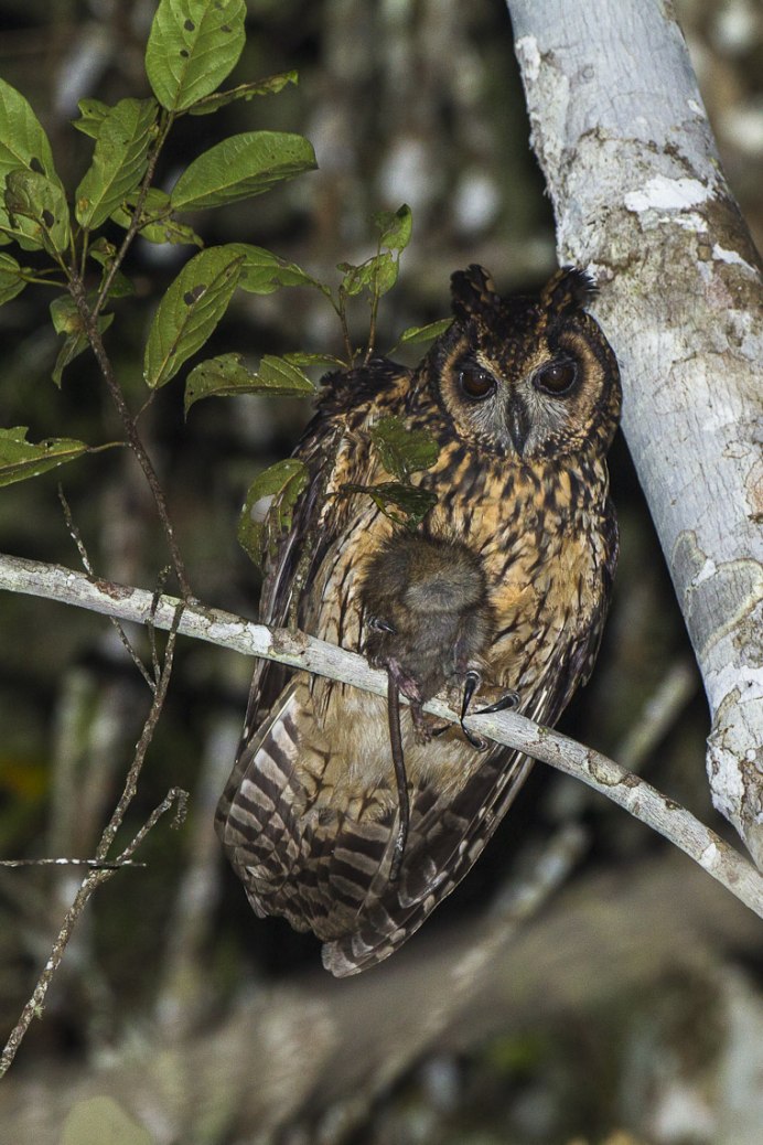 Ninox superciliaris)