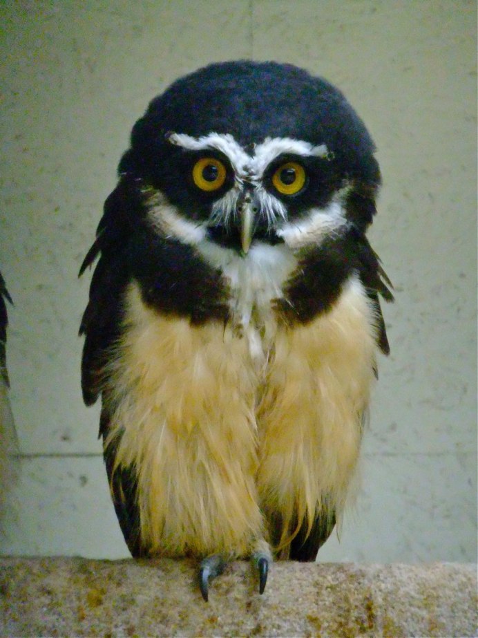 Crested Owl juvenile